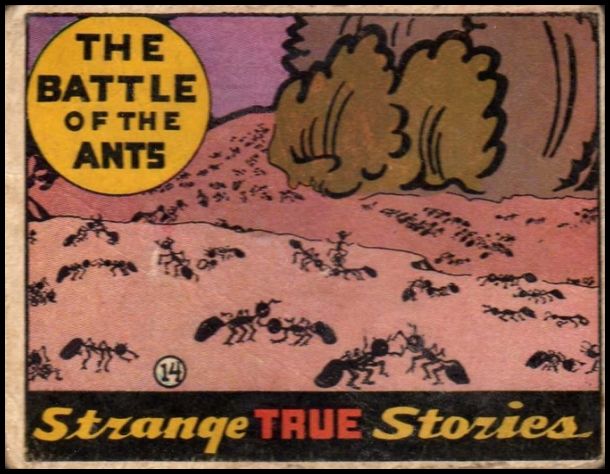 14 The Battle of the Ants